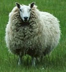 sheep.jpg (9056 bytes)